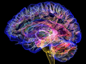 桃色波波网大脑植入物有助于严重头部损伤恢复